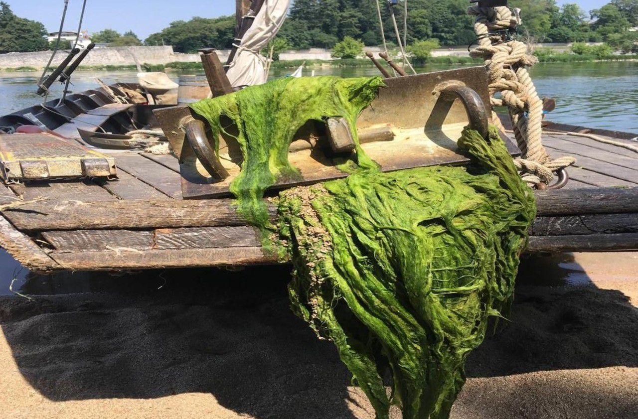 Chaleur : des algues vertes découvertes dans la Loire