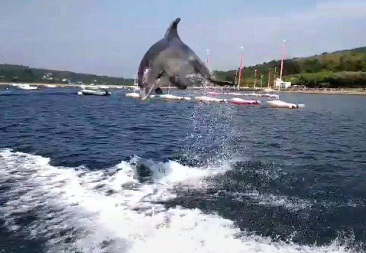 Finistère : un dauphin en rut sème la panique à Landévennec