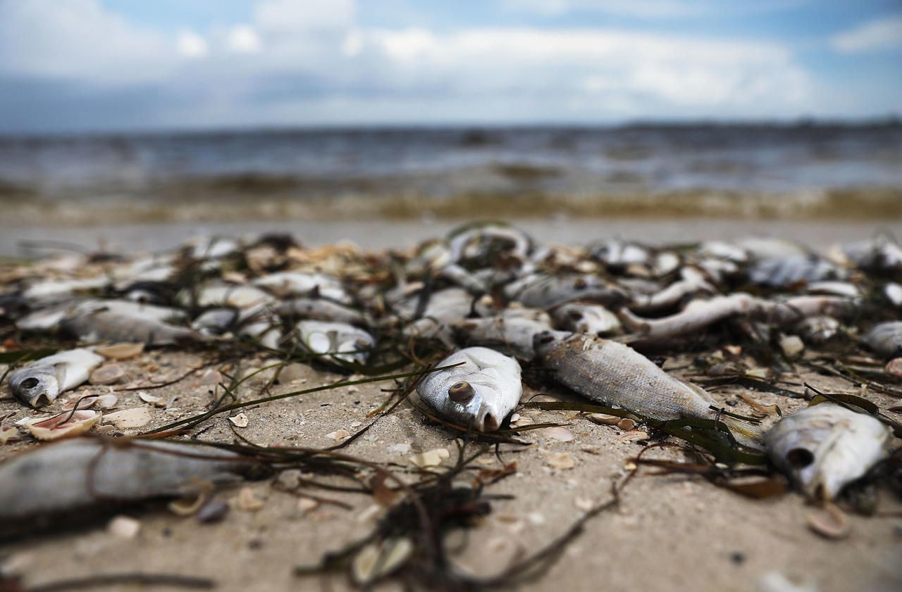 Floride : une «marée rouge» décime la faune aquatique
