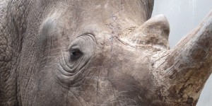 Kenya : onze rhinocéros noirs meurent après le transfert qui devait les sauver