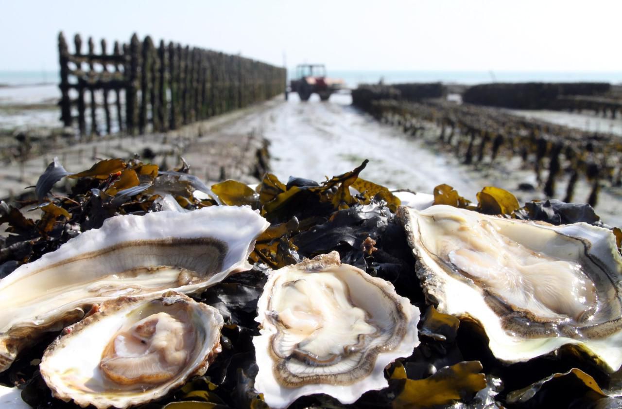 Mangera-t-on encore des huîtres dans cinq ans ?