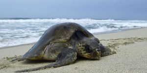 Mexique : 122 tortues marines en voie d’extinction retrouvées mortes