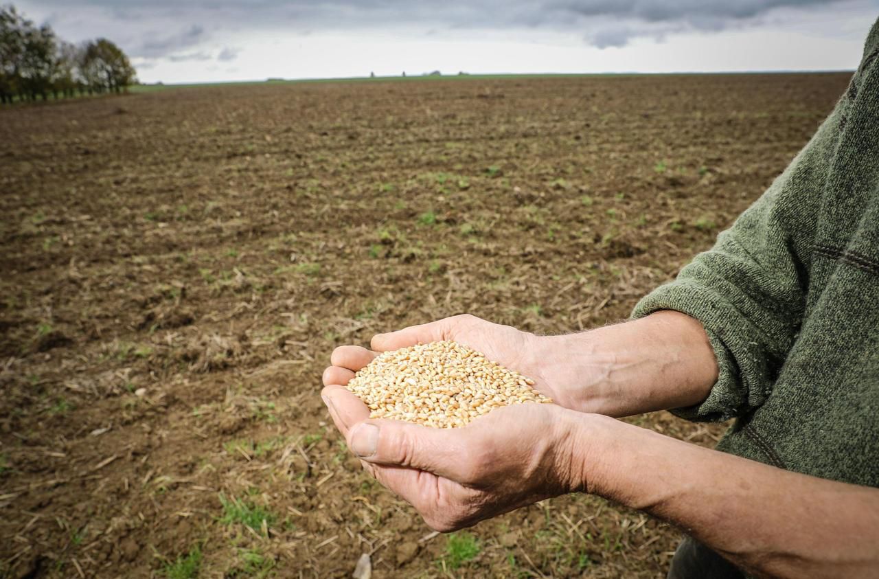 En Occitanie, des agriculteurs relancent du blé pauvre en gluten