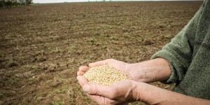 En Occitanie, des agriculteurs relancent du blé pauvre en gluten
