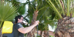 Les palmiers de la ville attaqués par un insecte, il dépose plainte contre Nice