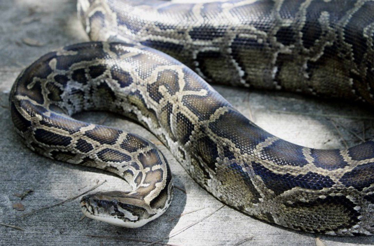 Un «super python» a-t-il muté en Floride ?