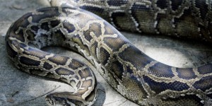 Un «super python» a-t-il muté en Floride ?