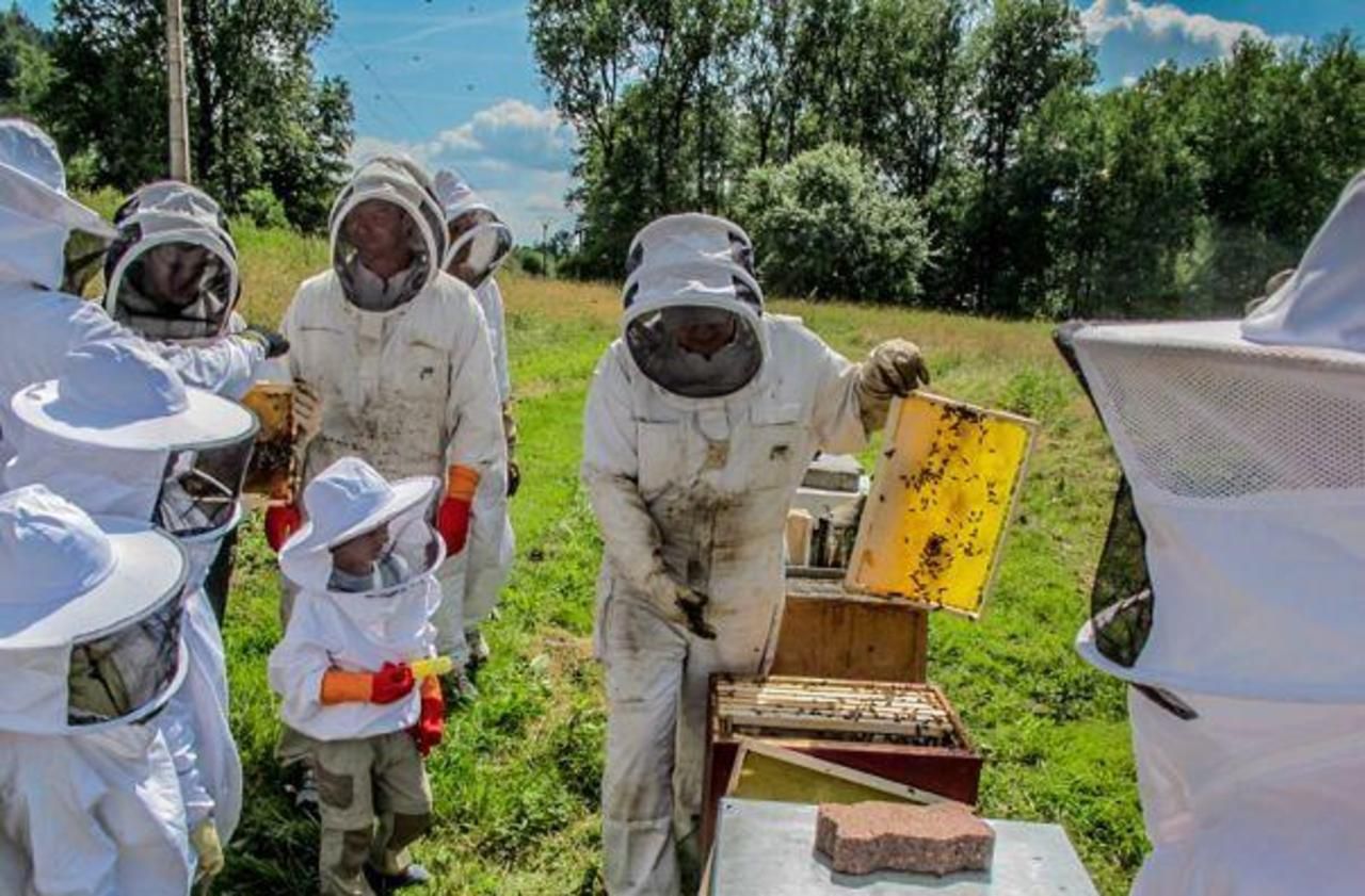 Vosges : des parrains au secours des ruches et des abeilles