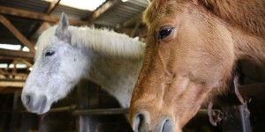 Centre équestre liquidé : mobilisation pour sauver des chevaux de l’abattoir