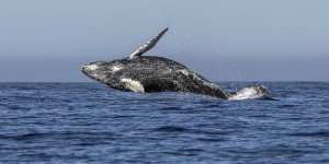 Les chasseurs de baleine en veulent toujours plus