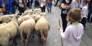 Grand Paris : des moutons dans la ville