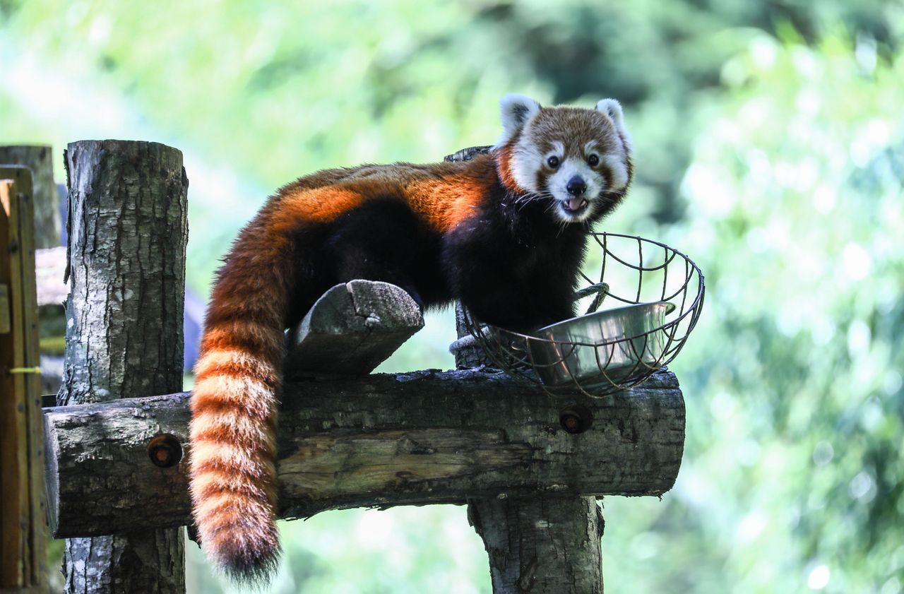 Pô, le panda roux du zoo de Branféré, est décédé