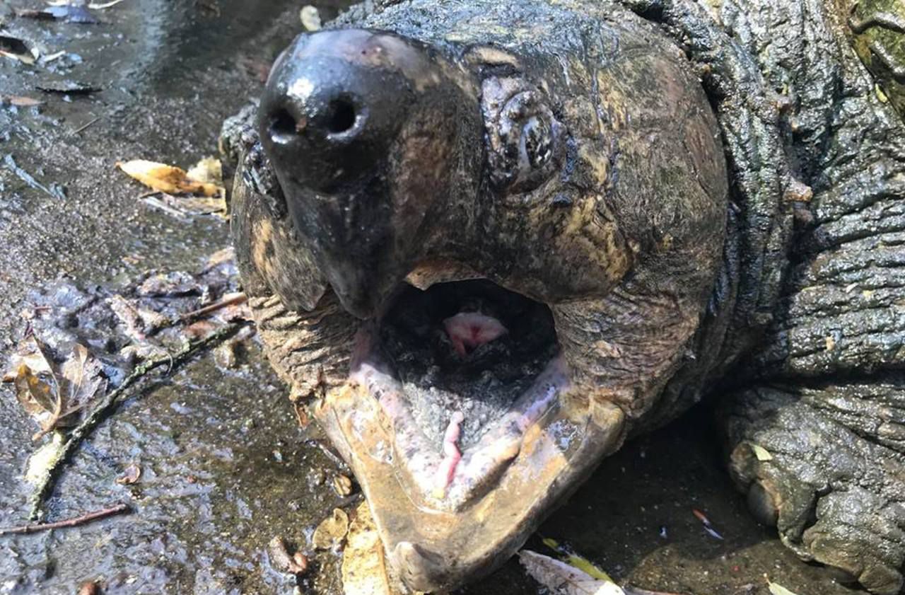 56 tortues d’Hermann volées dans un parc animalier en Corse