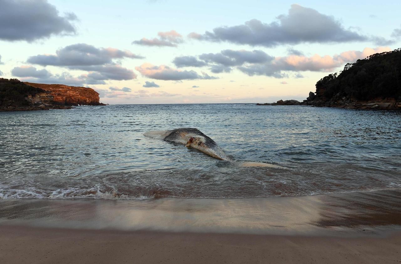 Var : une baleine échouée découverte sur l’île de Porquerolles