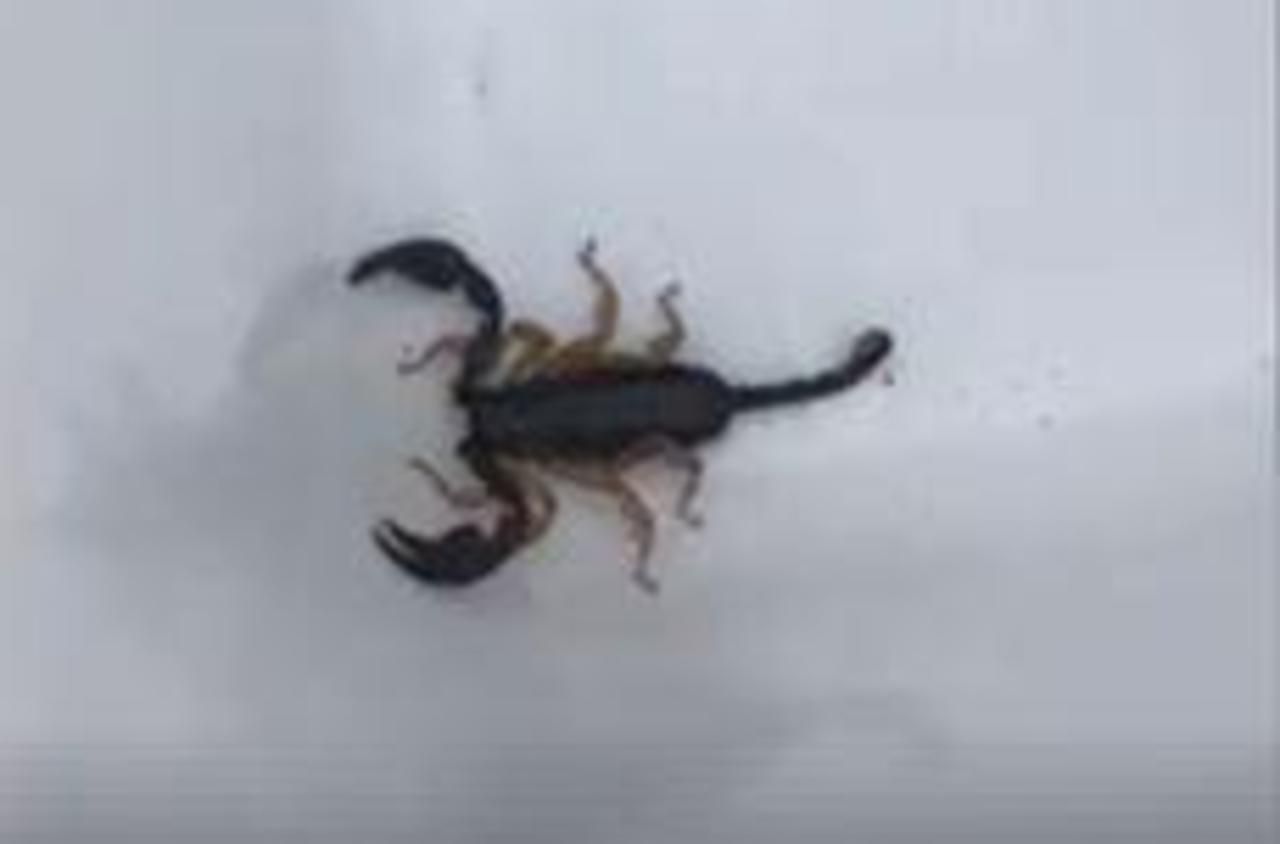 Crépy-en-Valois : un nouveau scorpion découvert dans l’Oise