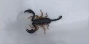 Crépy-en-Valois : un nouveau scorpion découvert dans l’Oise