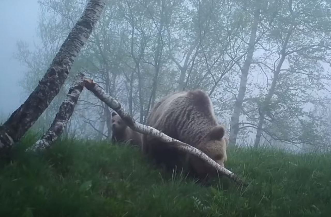 Une deuxième ourse lâchée dans les Pyrénées