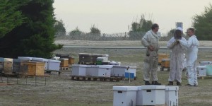 Mortalité des abeilles : les apiculteurs bretons reçoivent des dons d’essaims