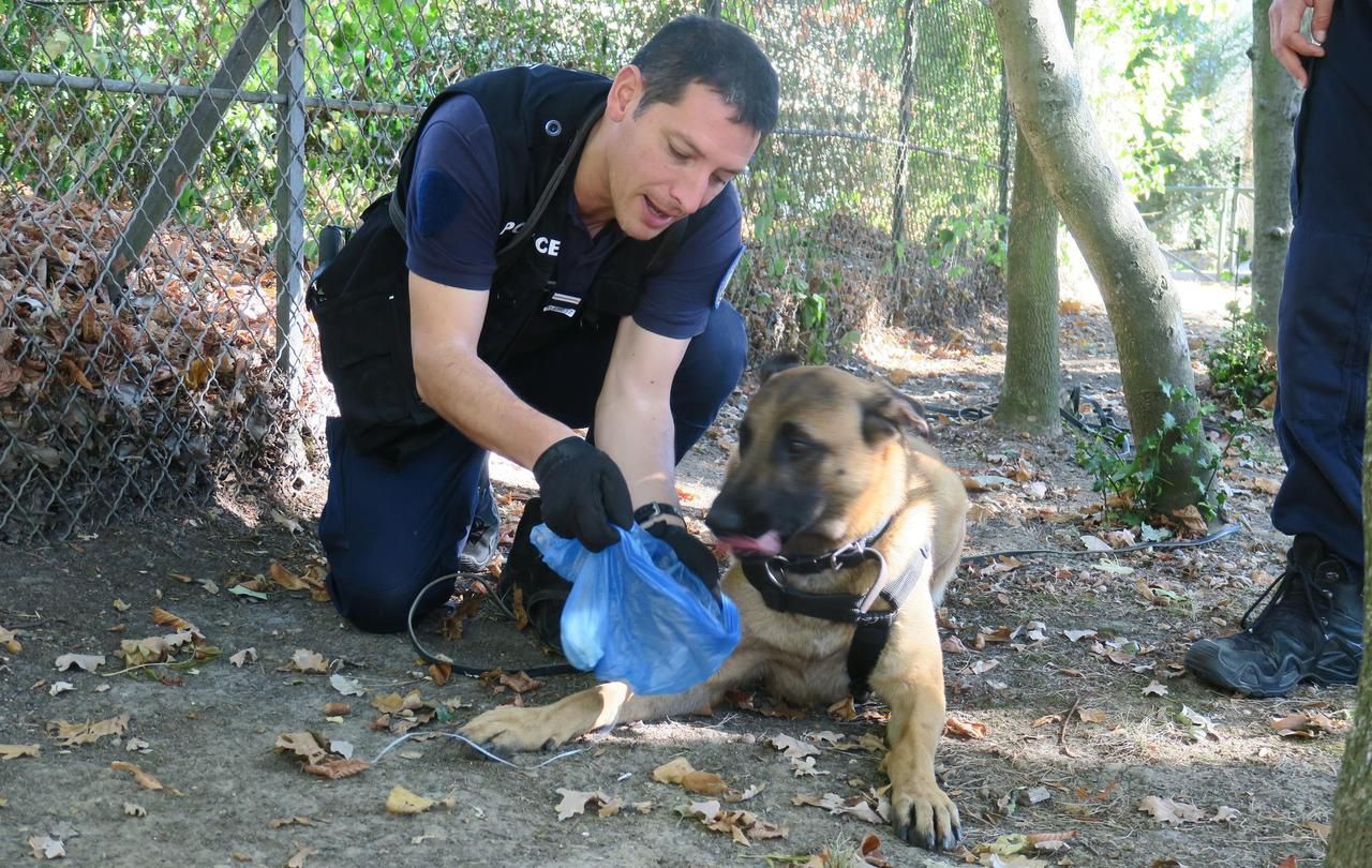Yvelines : Taj, le malinois maltraité devenu chien policier