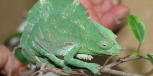 Arras : 311 spécimens d’espèces protégées saisis au Reptile Day