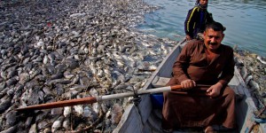 Irak : un mal mystérieux décime les poissons de l’Euphrate