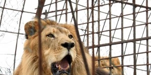 Etats-Unis  : un lion tue une jeune stagiaire dans un parc zoologique