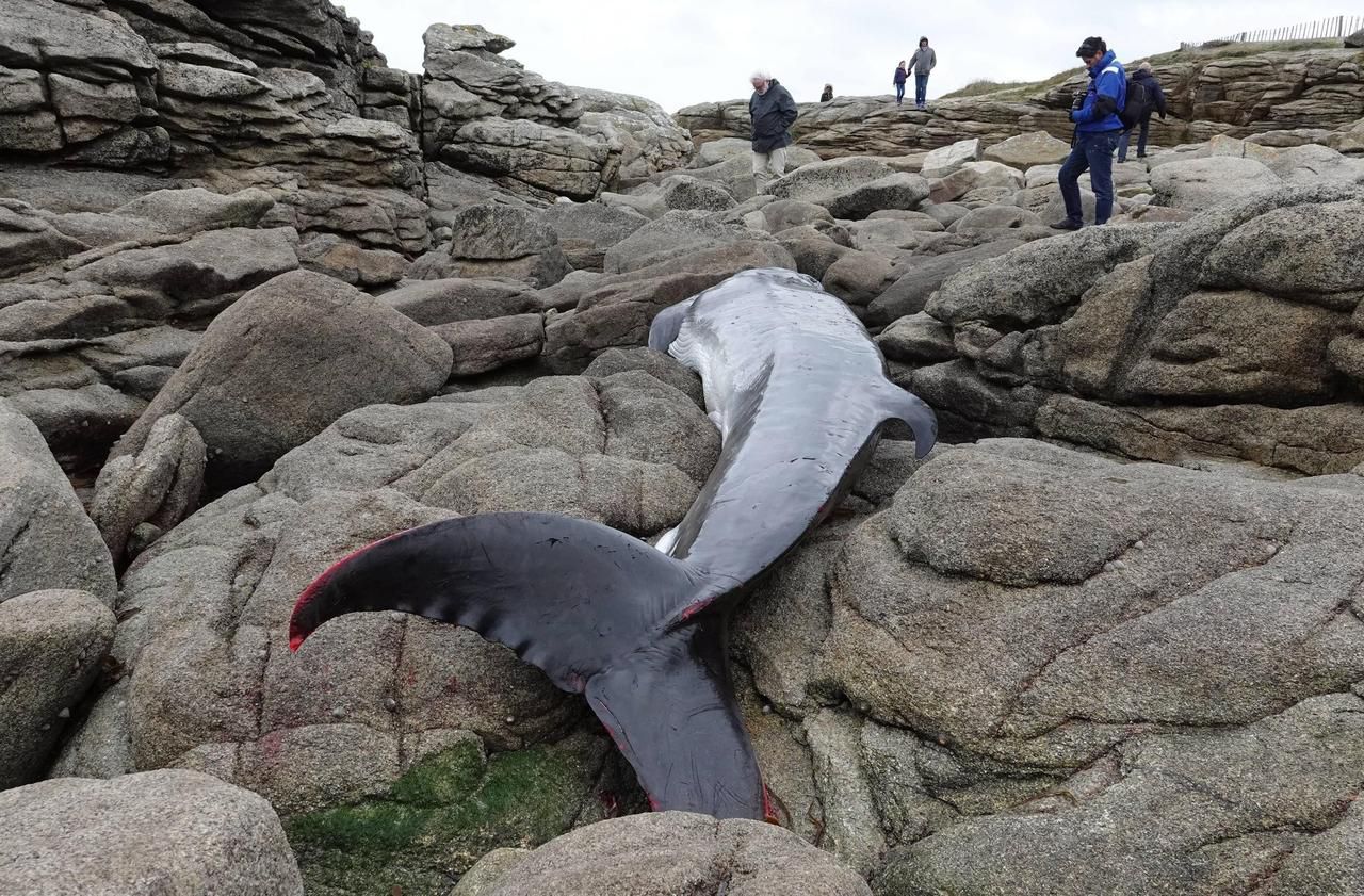 Bretagne : le triste record des échouages de mammifères marins