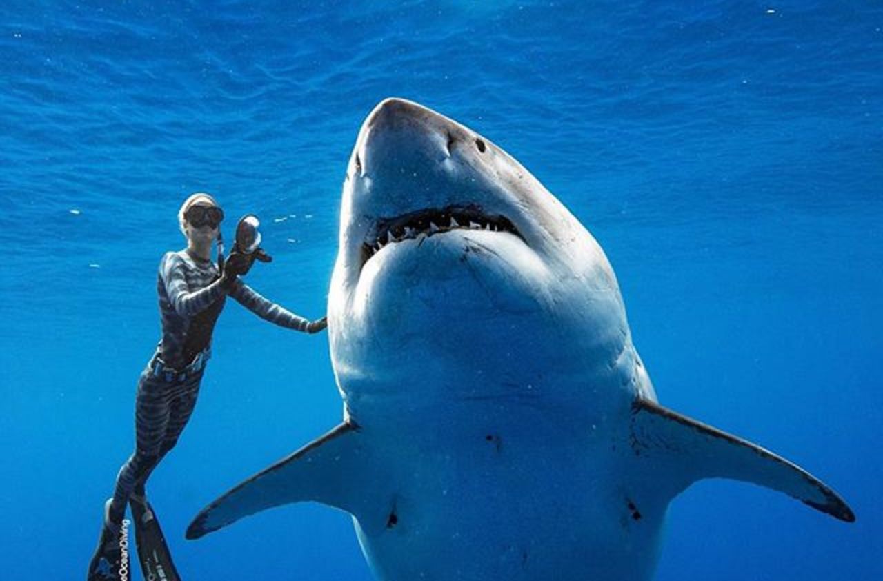 A Hawaï, des plongeurs nagent avec un requin blanc géant