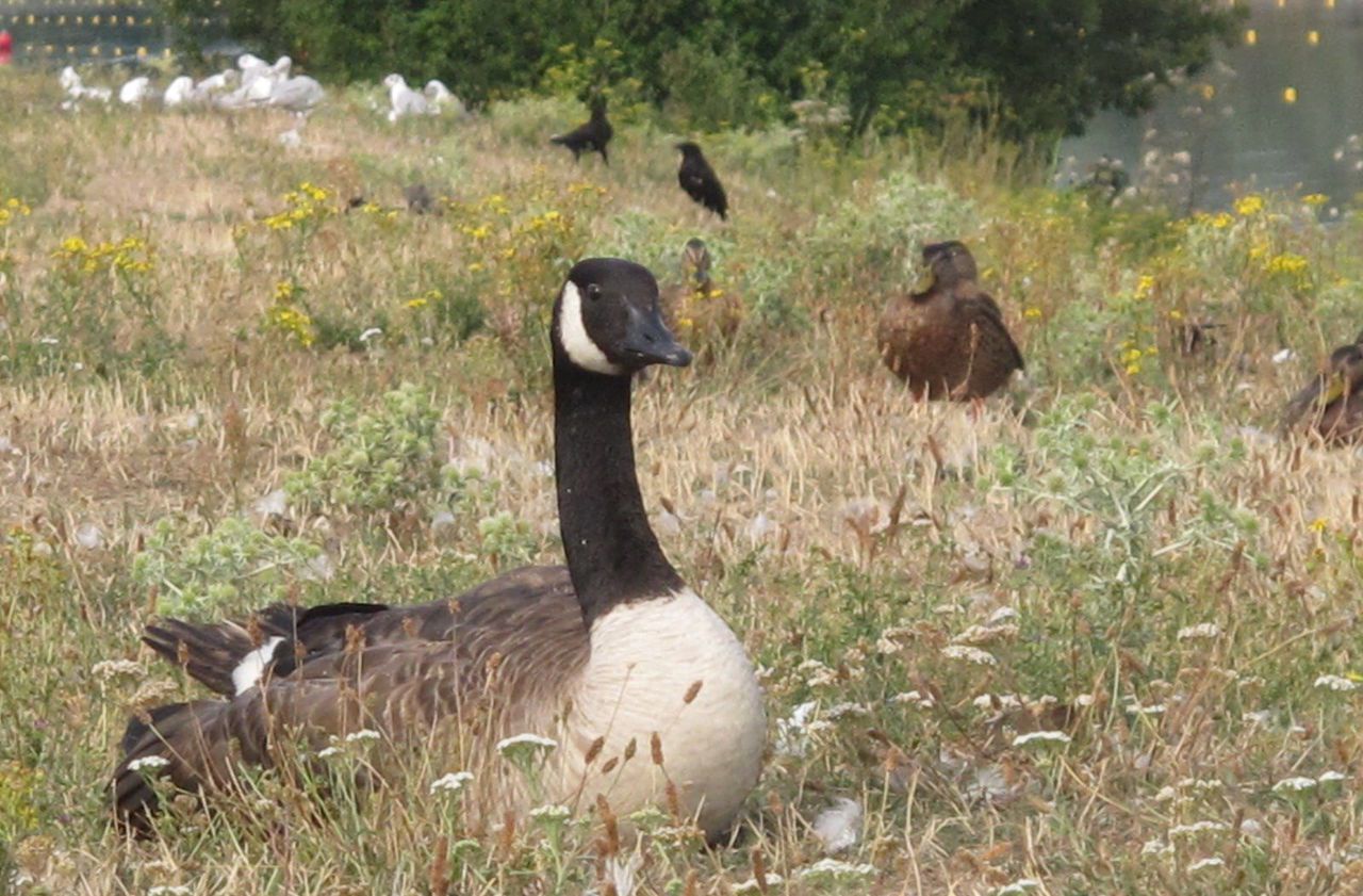 Cergy-Pontoise : permis de tuer contre les oies bernaches de l’île de loisirs