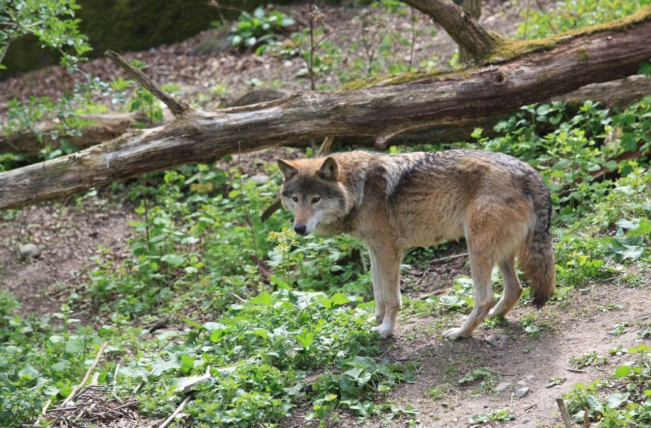 C’est officiel, il y 500 loups en France, un chiffre en nette progression