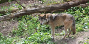 C’est officiel, il y 500 loups en France, un chiffre en nette progression