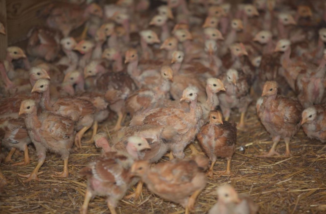 Pas-de-Calais : la préfecture autorise l’installation d’un poulailler de 40 000 volailles