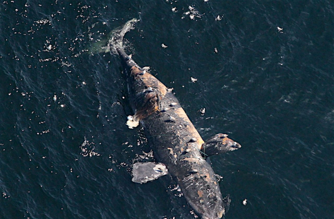 Canada : décès d’une baleine noire, espèce en voie d’extinction