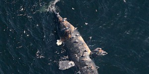 Canada : décès d’une baleine noire, espèce en voie d’extinction