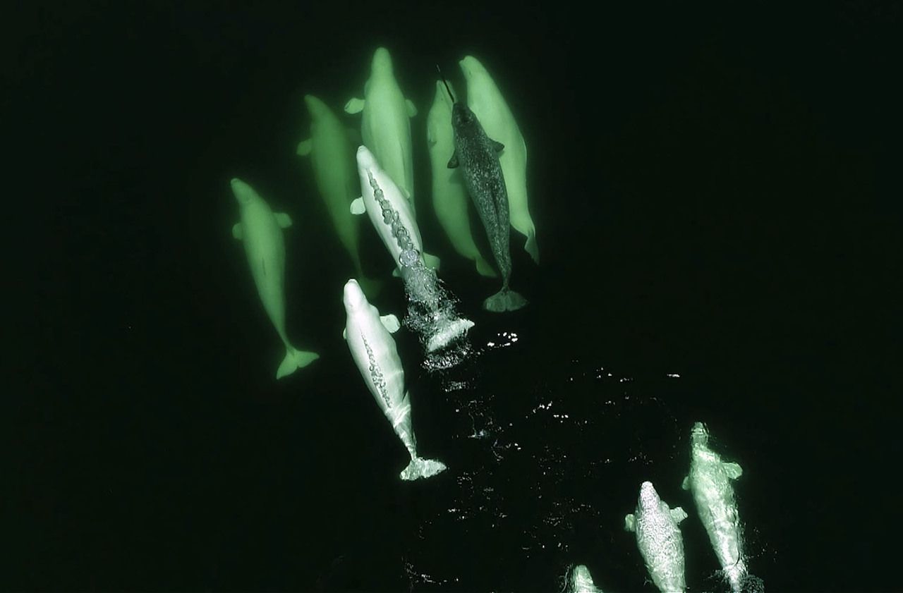 Le Canada interdit d’élever baleines et dauphins en captivité