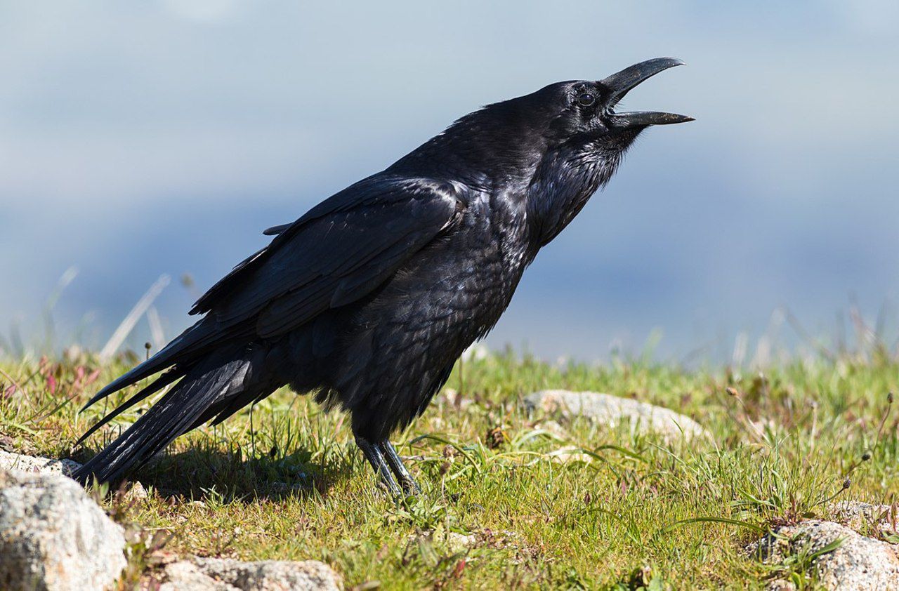 En Haute-Vienne, tensions entre agriculteurs et animalistes autour des corbeaux