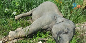 Malaisie : trois éléphants meurent empoisonnés près d’une plantation