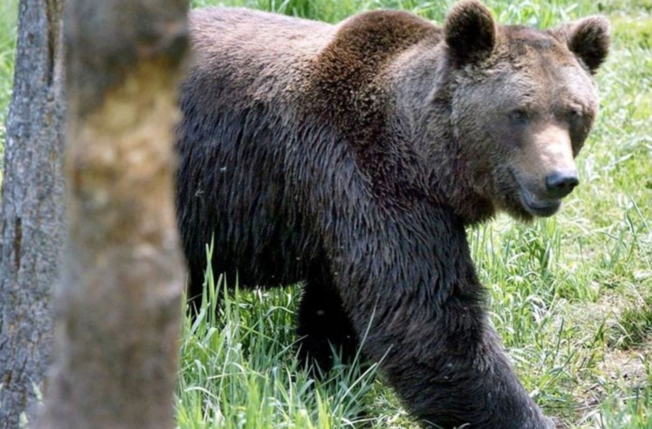 Pyrénées : les deux oursons de Sorita probablement morts