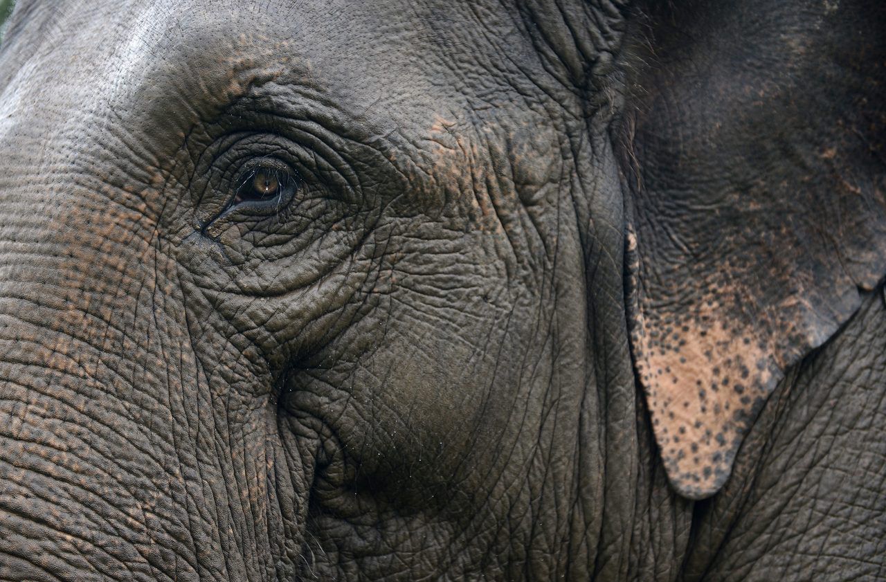 Thaïlande : un agriculteur tué par un éléphant
