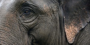 Thaïlande : un agriculteur tué par un éléphant