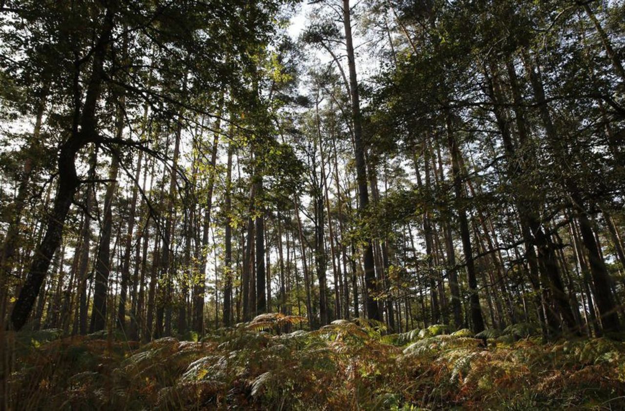 1200 milliards d’arbres pour sauver la planète  : et si la forêt était la solution ?