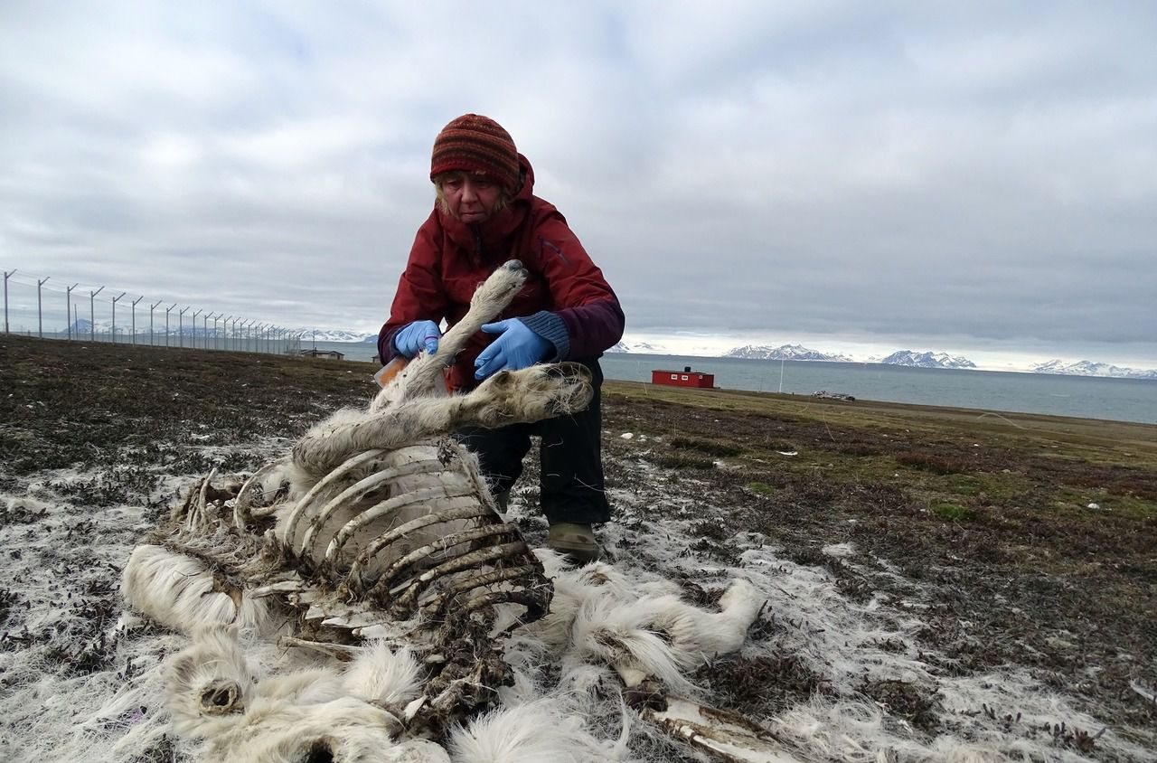 Arctique : 200 rennes morts de faim, le réchauffement climatique point du doigt