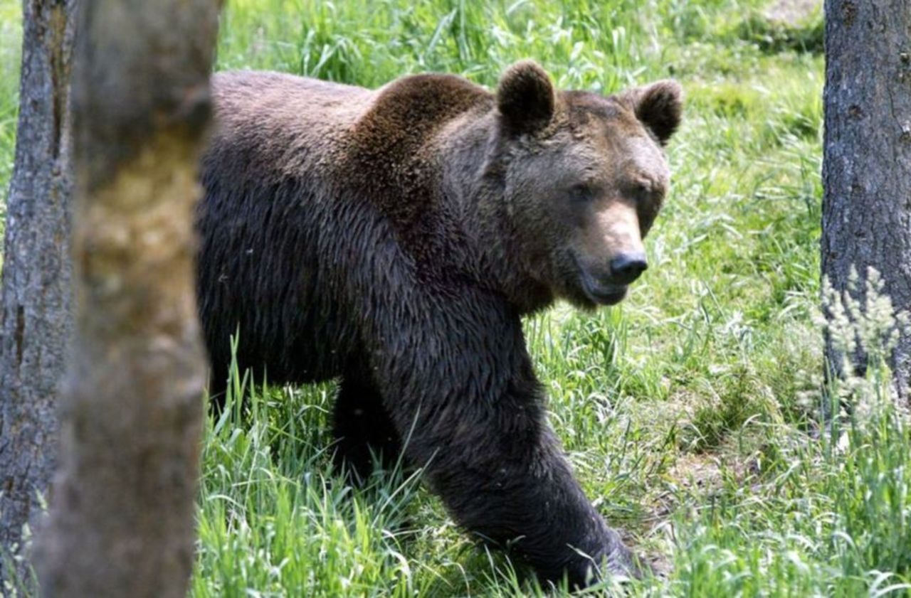 Ariège : la préfecture autorise l’effarouchement d’ours, après la chute de 61 brebis