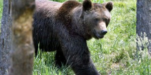 Ariège : la préfecture autorise l’effarouchement d’ours, après la chute de 61 brebis