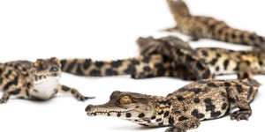 Sept bébés crocodiles très rares nés à Biotropica dans l’Eure