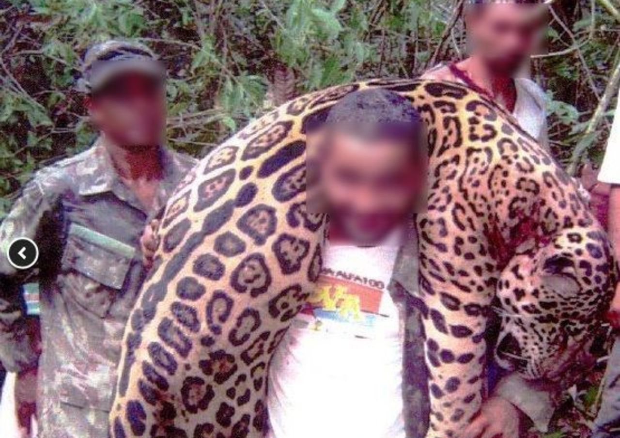 Brésil : un braconnier accusé d’avoir tué plus de mille jaguars