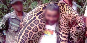 Brésil : un braconnier accusé d’avoir tué plus de mille jaguars