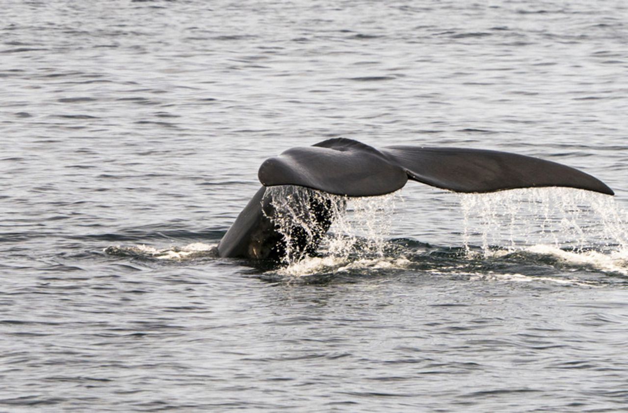 Canada : mobilisation pour sauver une baleine empêtrée dans des cordages