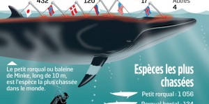 Le Japon reprend la chasse à la baleine : est ce vraiment une catastrophe ?
