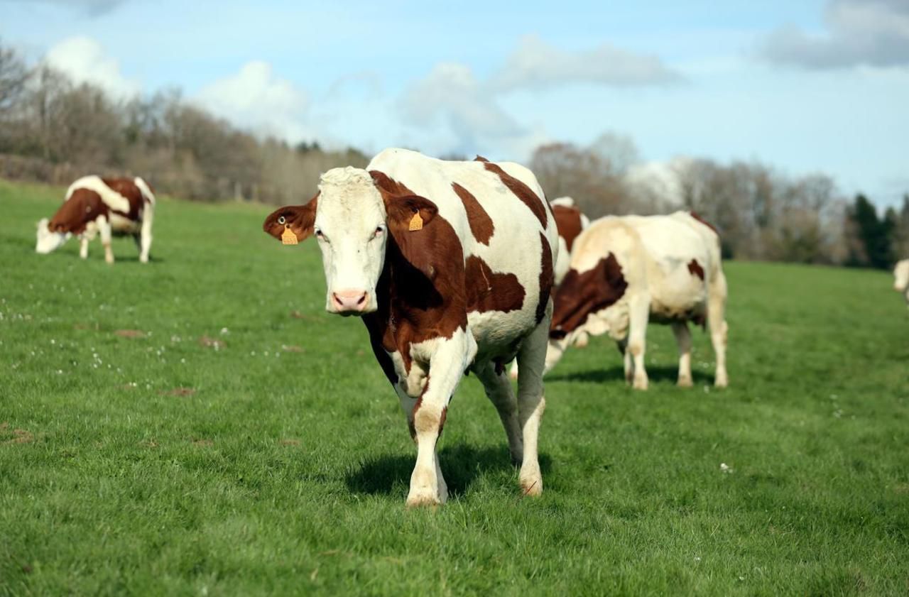 Loire-Atlantique : le mystère des morts de vaches près d’éoliennes reste entier